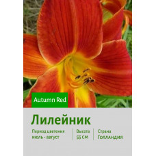 Лилейник Autumn Red