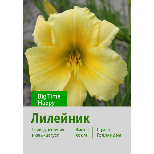 Лилейник Big Time Happy