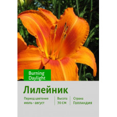 Лилейник Burning Daylight