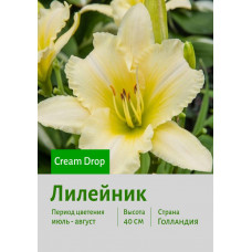 Лилейник Cream Drop