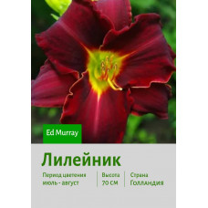 Лилейник Ed Murray