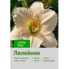 Лилейник Lullaby Baby