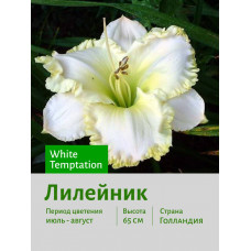 Лилейник White Temptation