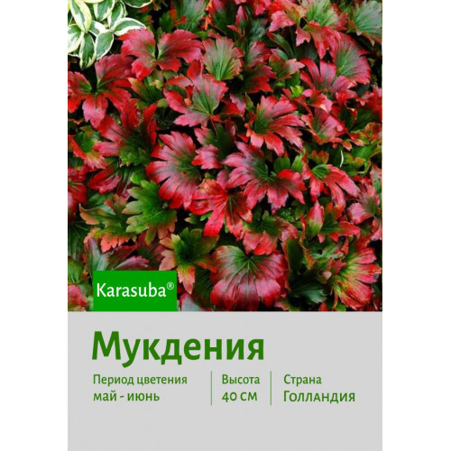 Мукгения Karasuba