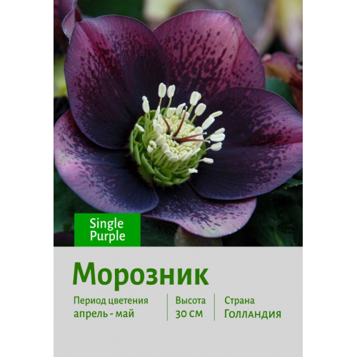 Морозник Single Purples