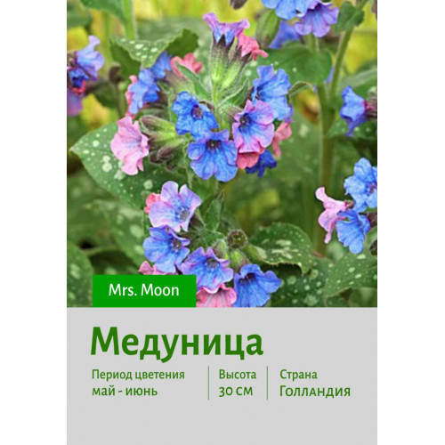 Медуница Mrs. Moon