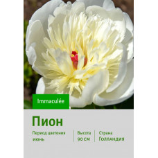 Пион Immaculée