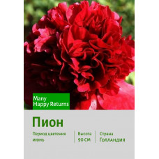 Пион Many Happy Returns