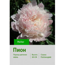 Пион Pecher