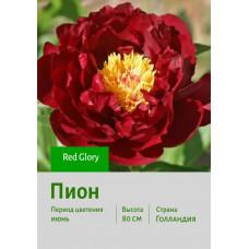 Пион Red Glory