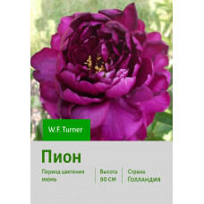 Пион W.F._Turner