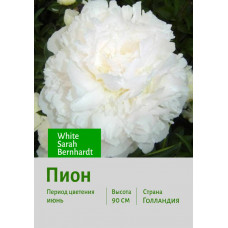 Пион White Sarah Bernhardt